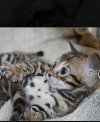 Bengalkitten mit Stammbaum/ Bengal Kitten