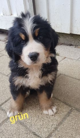 Schöne Berner Sennenhund Welpen