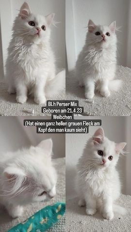 5 BLh Perser Mix kitten