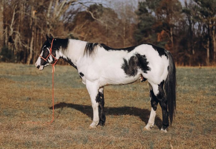 Elegante Paint Horse Wallach