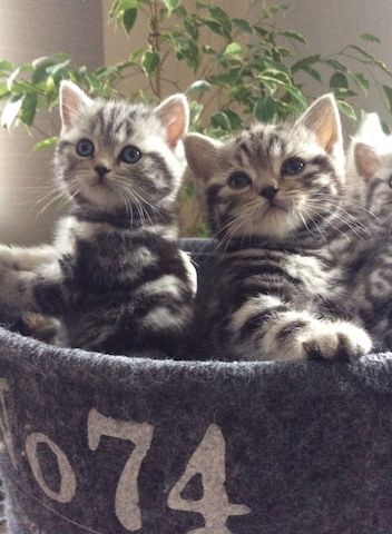 4 süße BKH Kitten