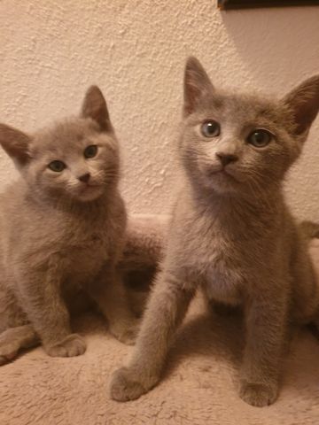 Kitten Russisch Blauen