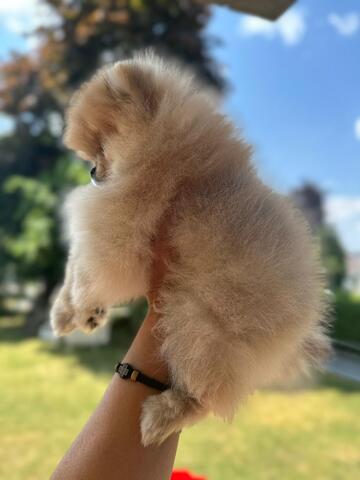 Ultra Mini Pomeranian