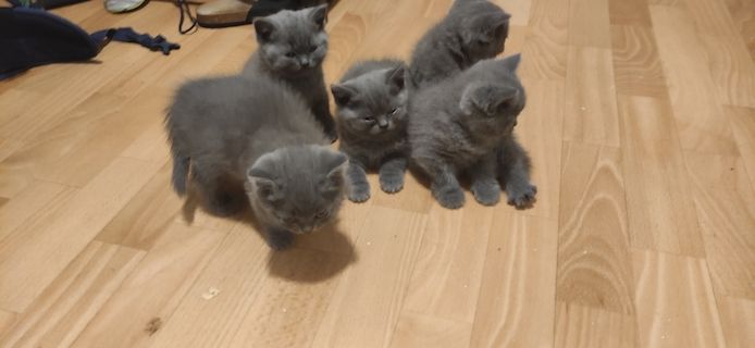 BKH Kitten in blue abholbereit zu sofort