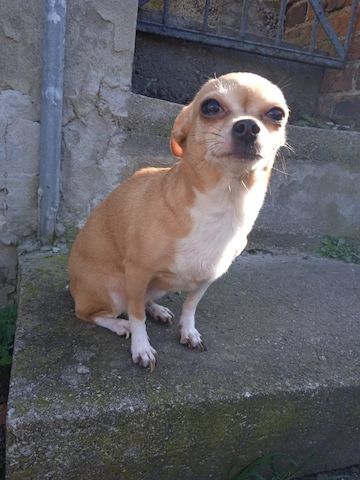 Chihuahua Hündin abzugeben