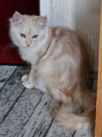 Maine Coon Kater, 5 Monate