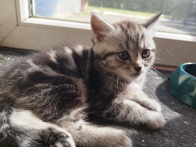 Perser-Siam Main Coon Mix
