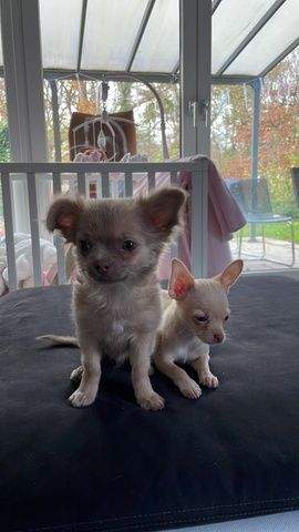 Chihuahua Welpen 2 Rüden