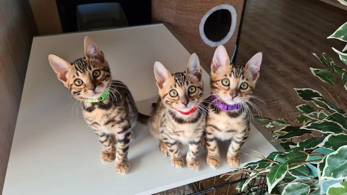 Wunderschöne Bengal Kitten gechipt geimpft mit Stammbaum