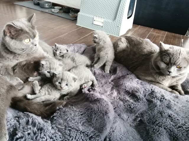 Britisch Kurzhaar Kitten Katzen Blau Grau 1 Mädchen fest reserviert 