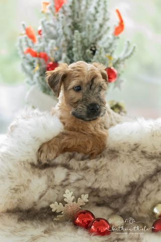 Irish Soft Coated Wheaten Terrier WELPEN