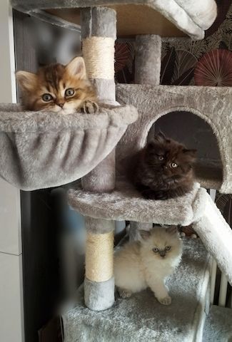 Niedliche kuschelige Perser-BLH-Kitten