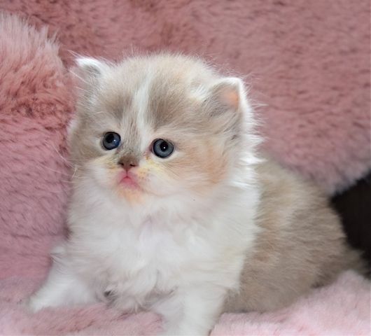 Kunterbunte kleine British Kurzhaar Kitten suchen neues zu Hause!!!