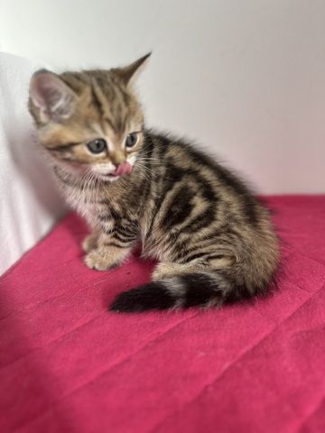 Reinrassige Britisch Kurzhaar Kätzchen mit Stammbaum,BKH Kitten