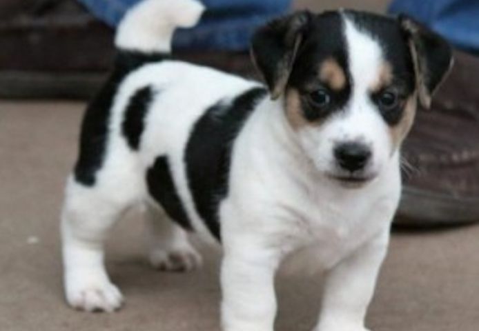 Sehr verspielte Jack Russell Terrier Welpen zu verkaufen