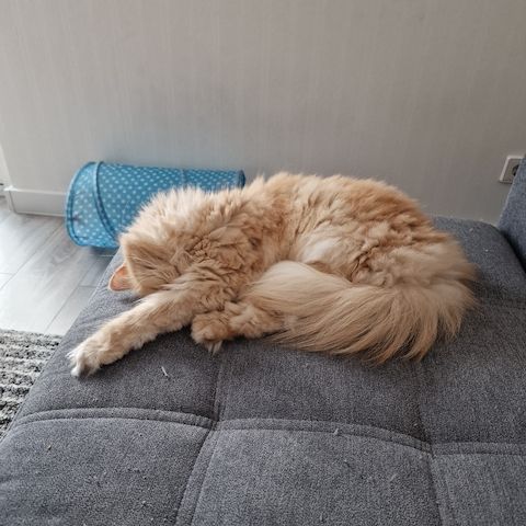 Kätzchen ab 26.06.2023 zu verkaufen für 400 Euro.