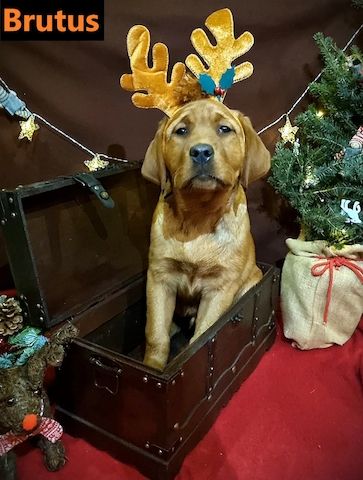 Labrador Retriever Welpen in foxred aus Körzucht