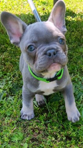 Französische Bulldogge