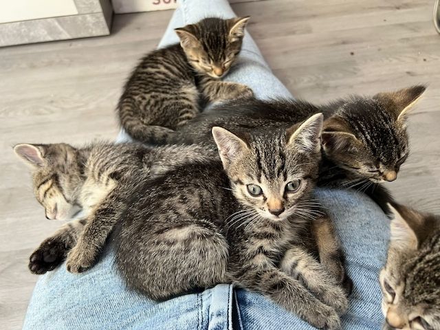 BKH Mix Kitten Katzenbabys