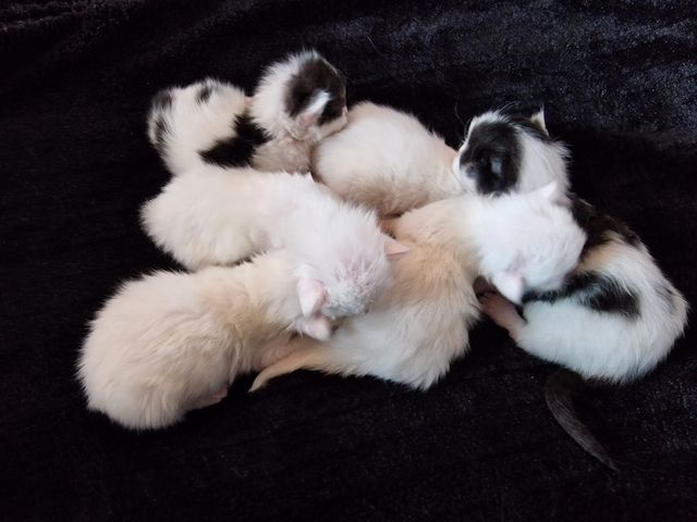 ❤️ Maine Coon Kitten ❤️
