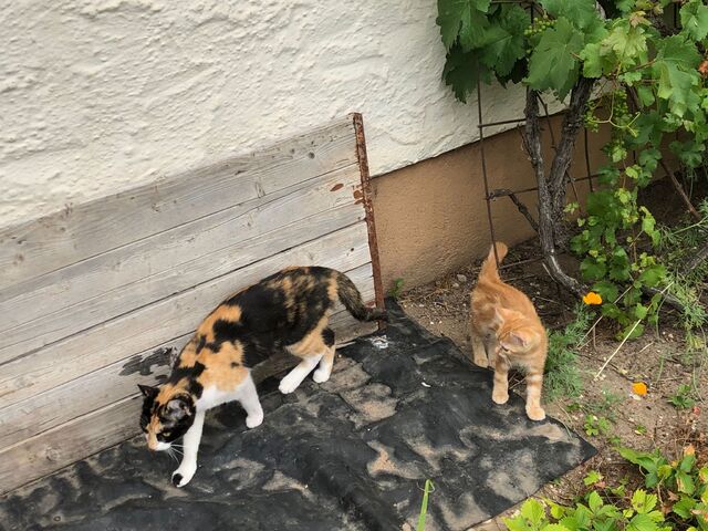 Katzen/Kitten