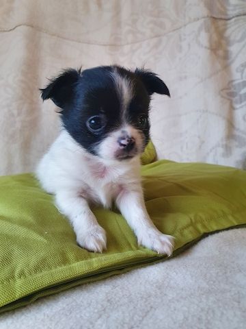 Chihuahua welpen