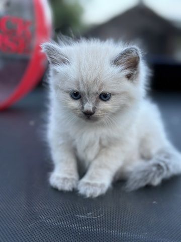Reinrassige Ragdoll Kitten