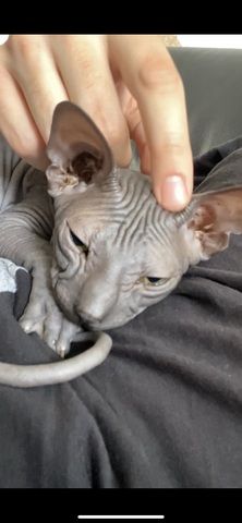 Sphinx Katze