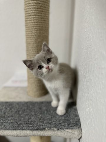 Bkh Blh kitten abgabebereit
