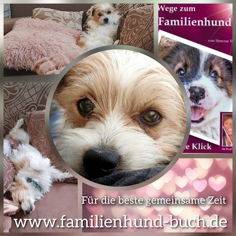Buch Welpe, Hund, Mischling, Rasse