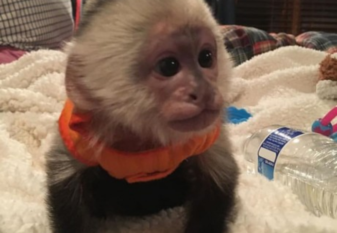 Sehr schöne Kapuziner Affen zu verkaufen