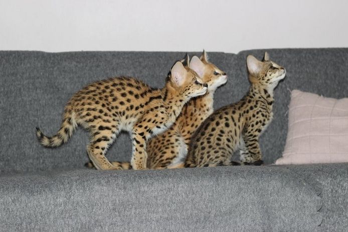 Savannah-Kätzchen verfügbar