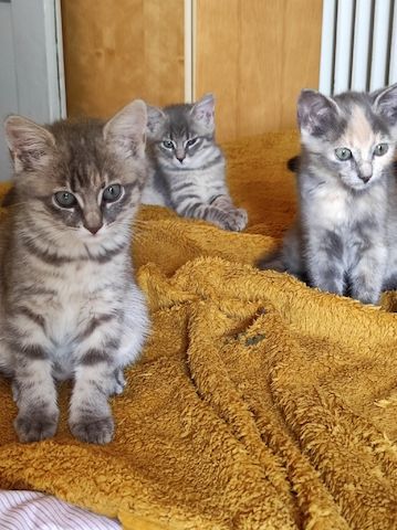 Kitten suchen ein neues Zuhause