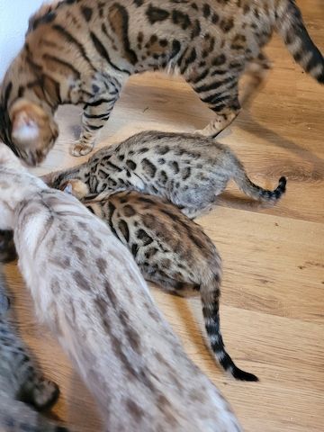 Bengal Kitten suchen ab sofort ein neues Zuhausd