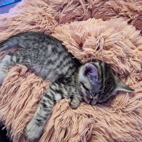 Kätzchen ab 26.06.2023 zu verkaufen für 400 Euro.