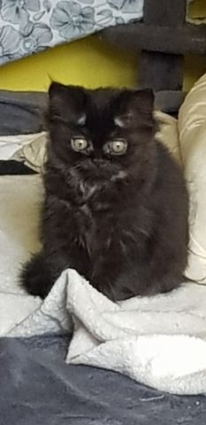Perser Katze schwarz