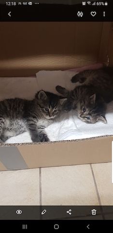 BKH Kitten 2 Weibchen, 3 Männchen