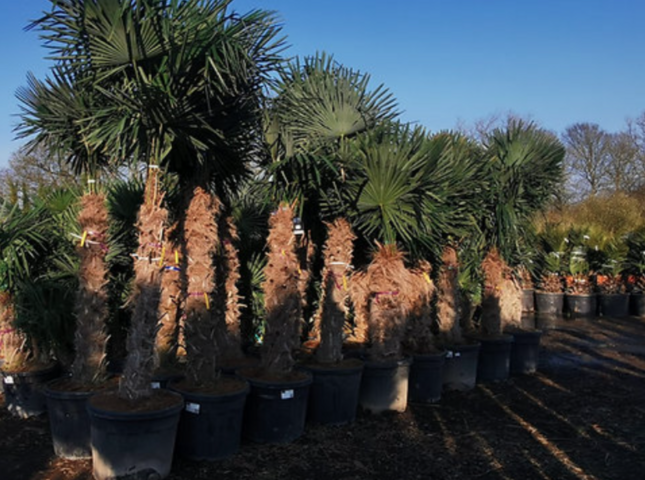 Tropische Frostfeste Palmen Exotische Pflanzen zum verkaufen Deutschland Palm Verkauf