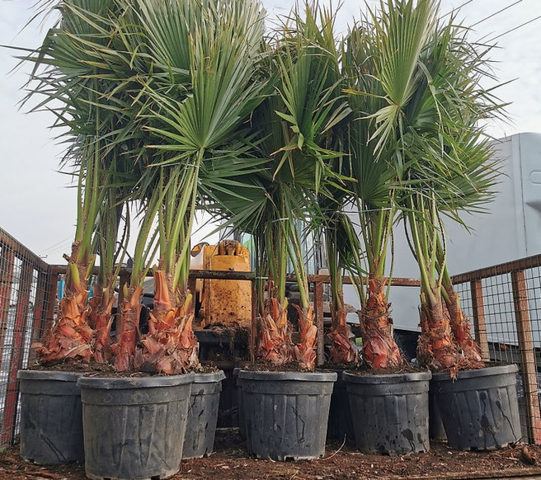 Tropische Frostfeste Palmen Exotische Pflanzen zum verkaufen Deutschland Palm Verkauf