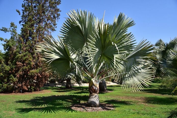 Tropische Palmen Exotische Pflanzen zum verkaufen Deutschland Palm Verkauf Großhandel Berlin
