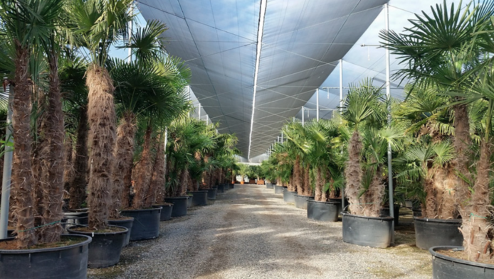 Tropische Palmen Exotische Pflanzen zum verkaufen Deutschland Palm Verkauf Großhandel Berlin
