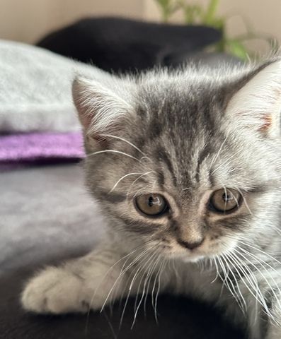 BKH Kitten sucht dringend ein neues Zuhause