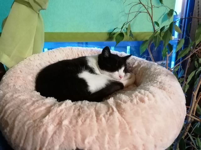 Kitten Katzenbaby Katzenwelpen