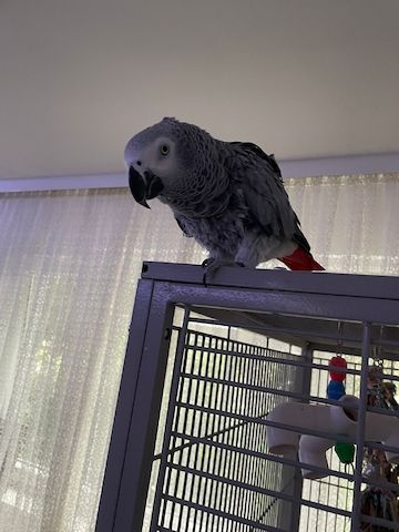 2 - Grau Papagein
