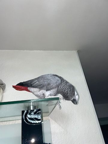 2 - Grau Papagein