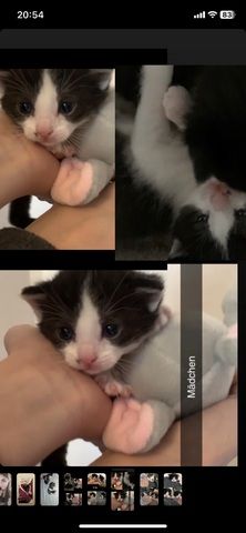 Kitten/ Katzen Babys abzugeben
