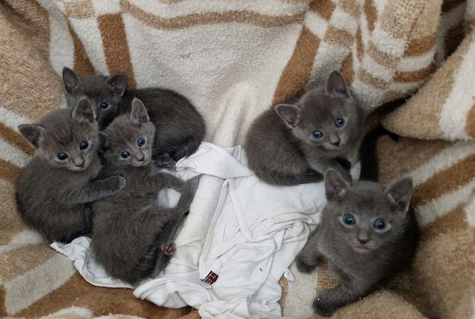 Russisch blau liebevolle Kitten