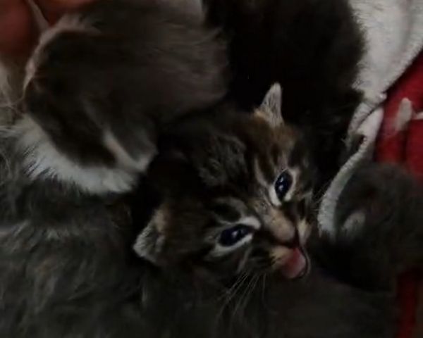 6 Heilige Birma Mix Kitten