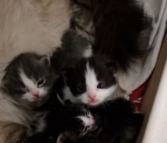 6 Heilige Birma Mix Kitten