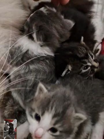 6 Heilige Birma Mix Kitten